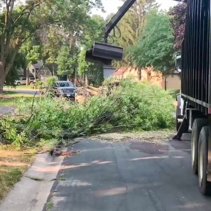 Removal of Tree