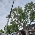 Today’s job is a removal of a tree hit by lightning.