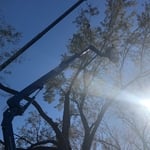 We are just about to hook a limb and cut it off, swinging it over into the street for cut up and haul away.