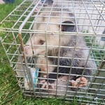 Opossums CAN NOT carry rabies