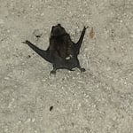 Bat