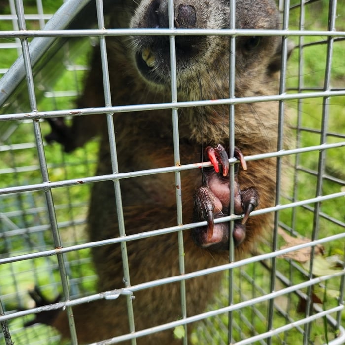 Angry Groundhog
