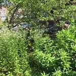 -Landscape a Front Yard in Brooklyn
