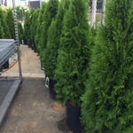 Planted Privacy Shrubs and Drip Irrigation System in Backyard and Side yard in Bronx New York