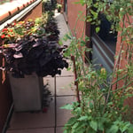 Pruning Ornamental Plants, Some Vegetables, Calibration of Timers in Lights and Drip Irrigation System