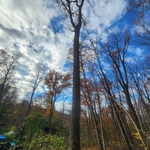Tree Removal