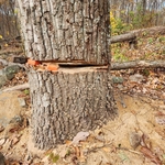 Tree Removal