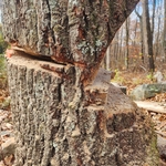 Tree Removal