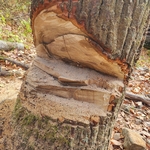 Tree Removal