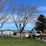 Maple tree removal