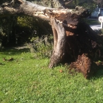 Before removal