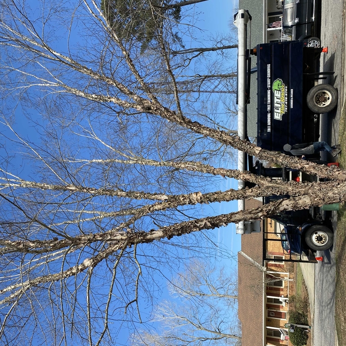 Tree Service Project