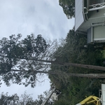 Remove dead tree