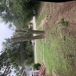 Remove dead tree