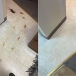 Bio/blood clean up