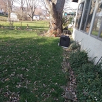 Back Yard (BEFORE)