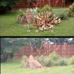 Removal of cactus