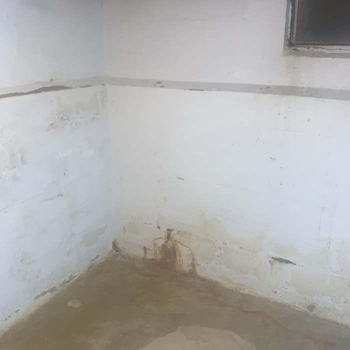 Mold in basement