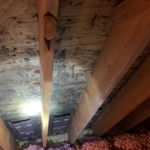 Attic mold