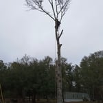 Tree Removal In Edisto Island