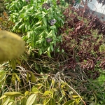 Before - Yardwaste Cleanup