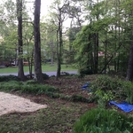 FLOWER BED IN PROGRESS, you can see one of many loads of weeds and ivy on a tarp that were hand pulled and taken away to our trailer.