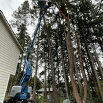 Tree Service Project