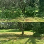 Removed all over growth and vines attaching to the tree. Then trimmed a few branches to open up per customer request