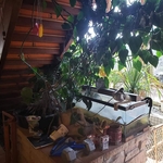 Turtle / Snake habitat