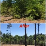 Land clearing, Tree work