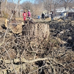 Tree Service Project