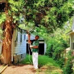 Tree Trimming