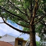 Tree Trimming