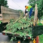 Tree Trimming
