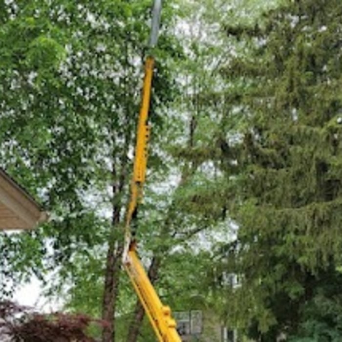 Tree Trimming
