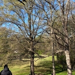 Tree Service Project