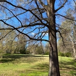 Tree Service Project