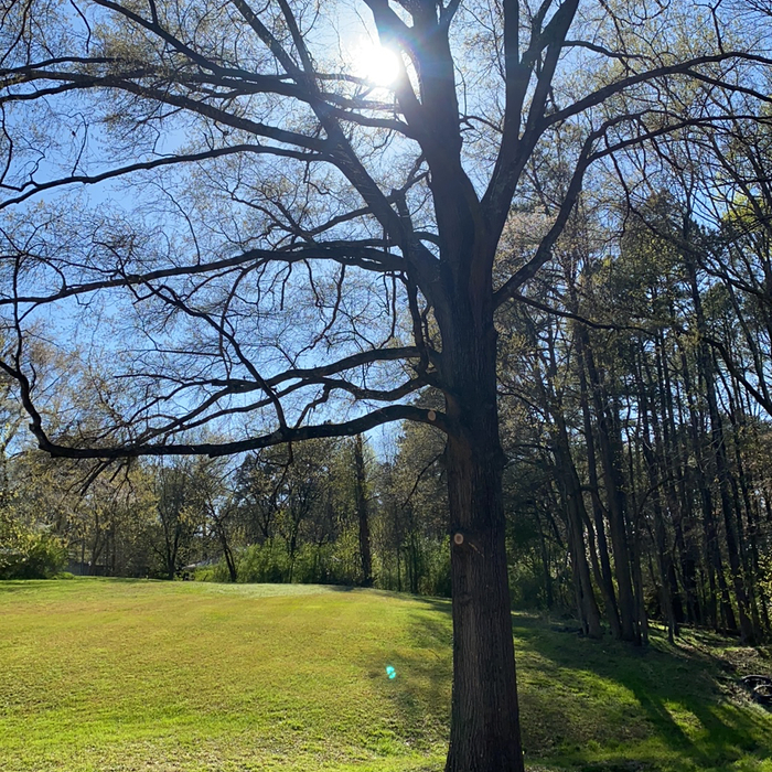Tree Service Project
