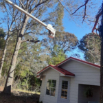 Tree Cutting