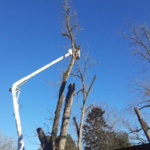 Tree Cutting