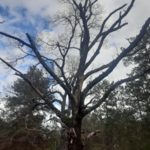 Tree Cutting