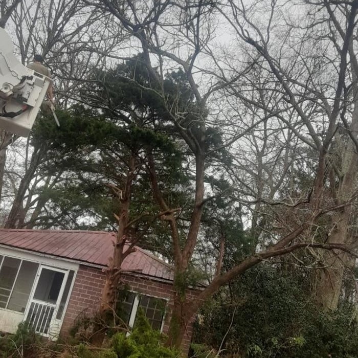 Tree Cutting