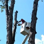 Tree and Stump Removal