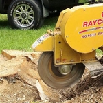 Tree and Stump Removal