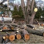 Tree and Stump Removal