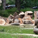 Tree and Stump Removal