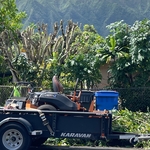 Tree service