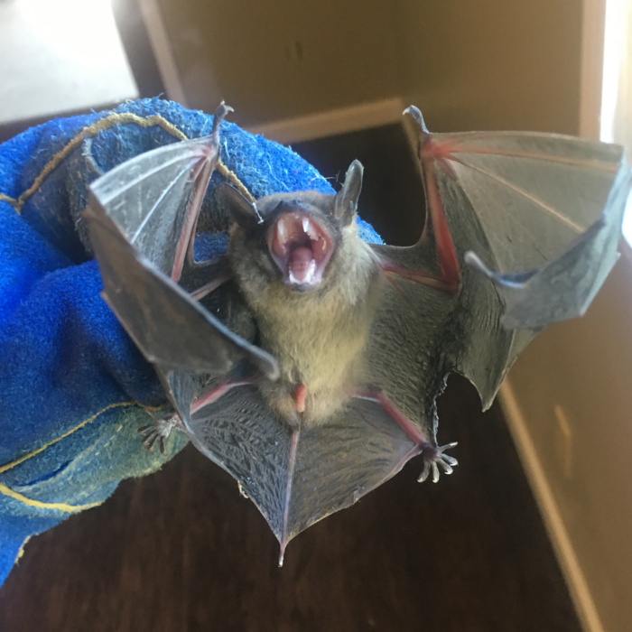 Bat Found Flying In The House