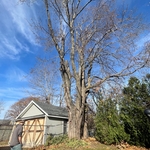 huge maple