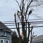 huge maple